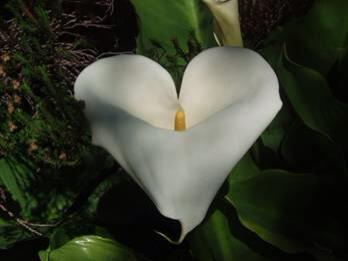 Arum coeur