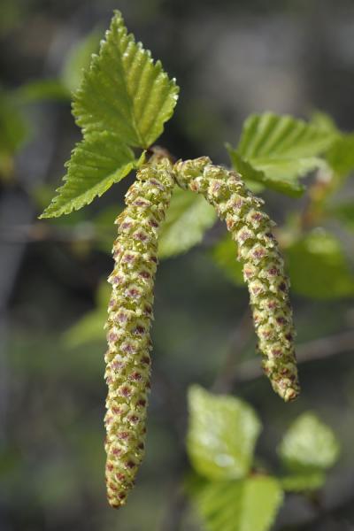 Fleur de bouleau