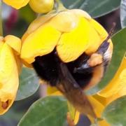 Abeille jardin plantes