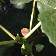 Figues