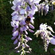 Glycine