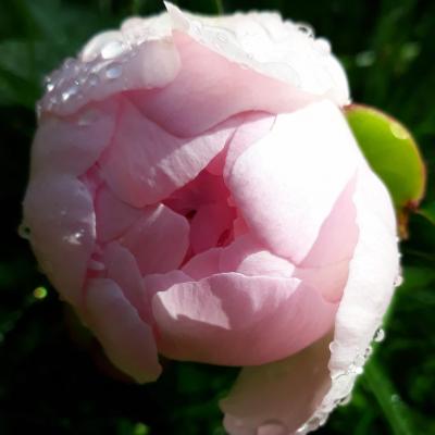 Pivoine au jardin